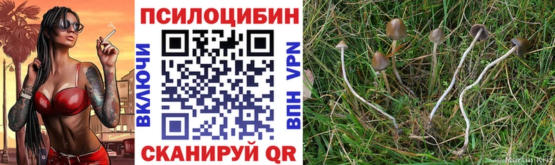 Псилоцибиновые грибы GOLDEN TEACHER Мглин